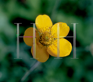 Picture of Geum x heldreichii 'Georgenberg'