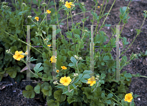 Picture of Geum x heldreichii 'Georgenberg'