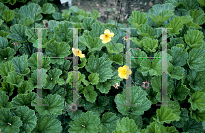 Picture of Geum x heldreichii 'Georgenberg'