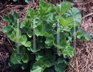 Picture of Geum x heldreichii 'Georgenberg'