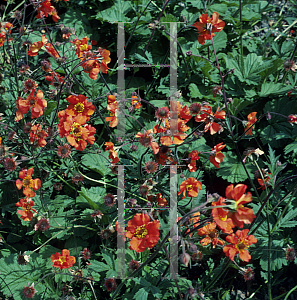 Picture of Geum  'Fire Opal'