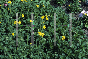 Picture of Geum magellanicum 