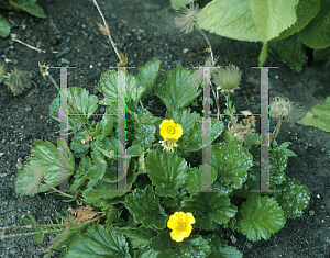 Picture of Geum montanum 