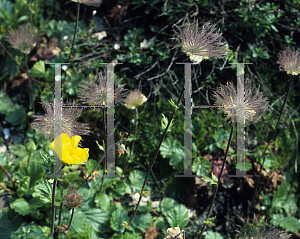 Picture of Geum montanum 