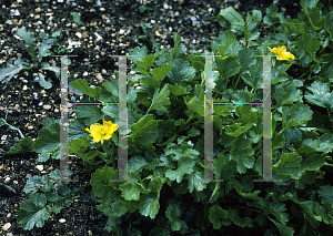 Picture of Geum montanum 