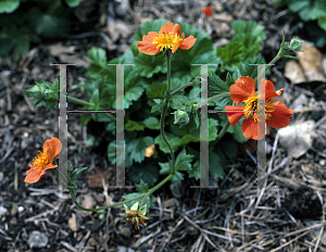 Picture of Geum reptans 