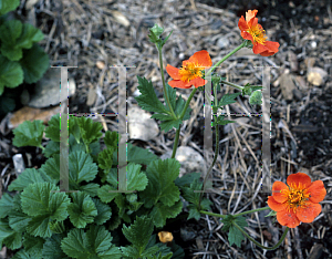 Picture of Geum reptans 