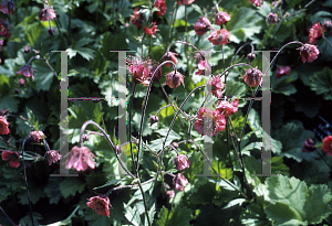 Picture of Geum rivale 'Leonard's Variety'