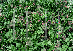 Picture of Geum triflorum 