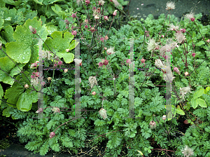 Picture of Geum triflorum var. campanulatum 