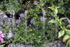 Picture of Gilia capitata 