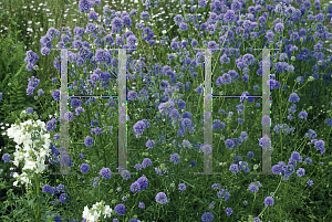Picture of Gilia capitata 