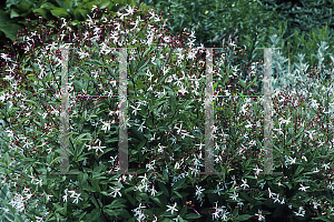 Picture of Gillenia trifoliata 