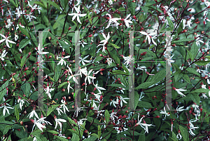 Picture of Gillenia trifoliata 