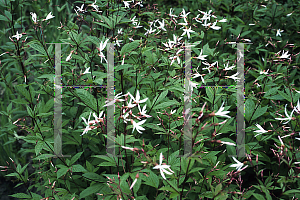 Picture of Gillenia trifoliata 