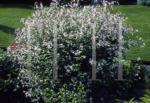 Picture of Gillenia trifoliata 