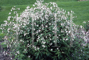 Picture of Gillenia trifoliata 