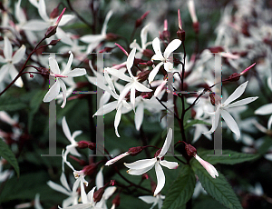 Picture of Gillenia trifoliata 