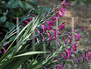 Picture of Gladiolus communis ssp. byzantinus '~Species'