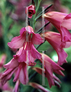 Picture of Gladiolus communis ssp. byzantinus 