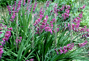 Picture of Gladiolus communis ssp. byzantinus 