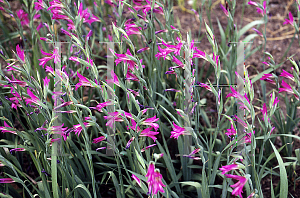 Picture of Gladiolus communis ssp. byzantinus 