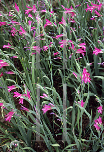 Picture of Gladiolus communis ssp. byzantinus 