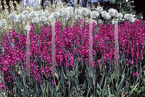 Picture of Gladiolus communis ssp. byzantinus 