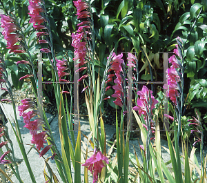 Picture of Gladiolus italicus 