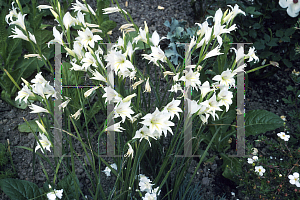 Picture of Gladiolus  'The Bride'