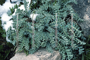 Picture of Glaucium corniculatum 