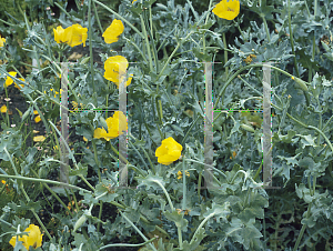 Picture of Glaucium flavum 