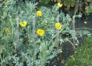 Picture of Glaucium flavum 