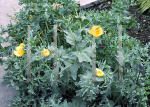 Picture of Glaucium flavum 