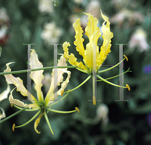 Picture of Gloriosa superba 'Citrina'