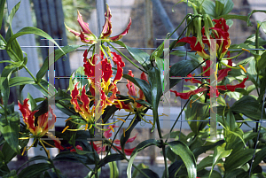 Picture of Gloriosa superba 'Rothschildiana'