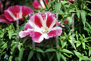 Picture of Clarkia amoena 'Satin Red'