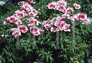 Picture of Clarkia amoena 'Satin Red'