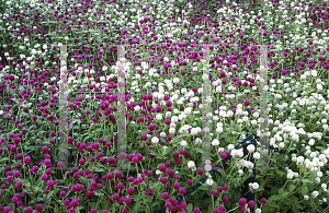 Picture of Gomphrena globosa 