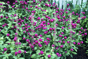 Picture of Gomphrena globosa 'Lavender'