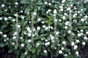 Picture of Gomphrena globosa 'Gnome White'