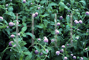 Picture of Gomphrena globosa 'Lavender'