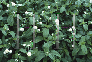 Picture of Gomphrena globosa 'Buddy White'