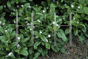 Picture of Gomphrena globosa 'Gnome Pink'