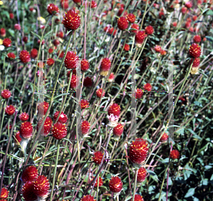 Picture of Gomphrena haageana 