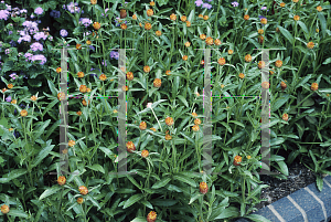 Picture of Gomphrena globosa 'Apricot Aurea Superba'