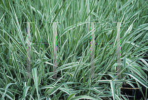 Picture of Glyceria maxima var. variegata 