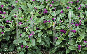 Picture of Gomphrena globosa 'Gnome Purple'