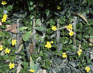 Picture of Goodenia hederaceae 