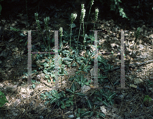 Picture of Goodyera pubescens 